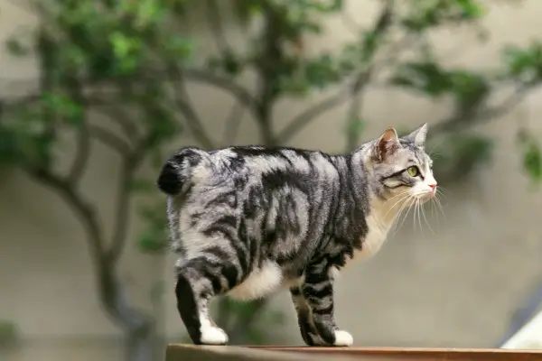 NEKO LOVERS- bobtail cat